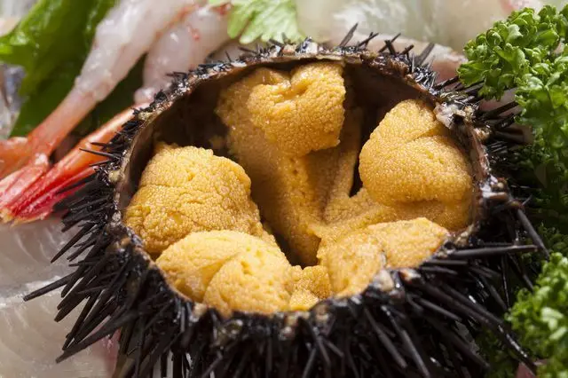 
HOT SELLING FRESH/FROZEN SEA URCHIN COMPETITIVE PRICE FOR RETAILERS 