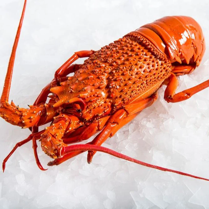
Rock Lobster (South Africa, Australia, New Zealand, Mexico) 