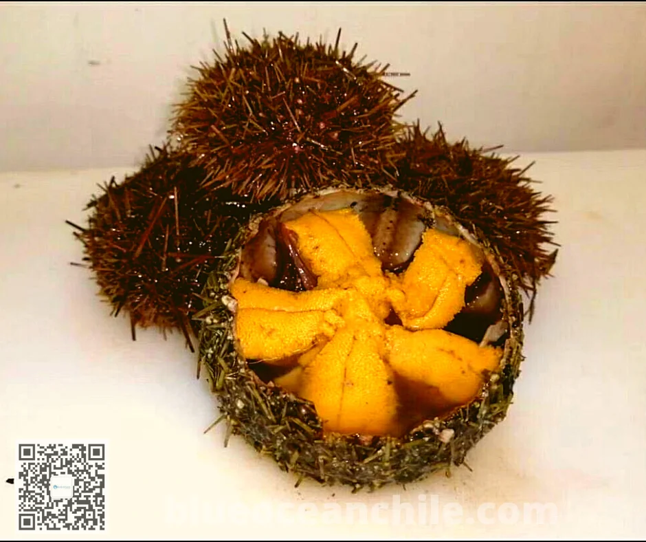 
UNI Sea Urchin 