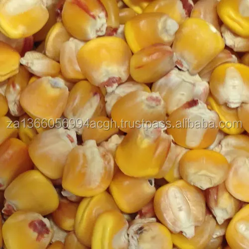YELLOW CORN.jpg