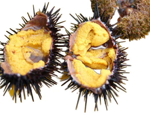 
HOT SELLING FRESH/FROZEN SEA URCHIN COMPETITIVE PRICE FOR RETAILERS 