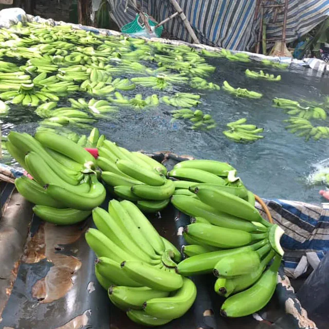 
CROP 2020 Fresh banana in carton 14kg export 
