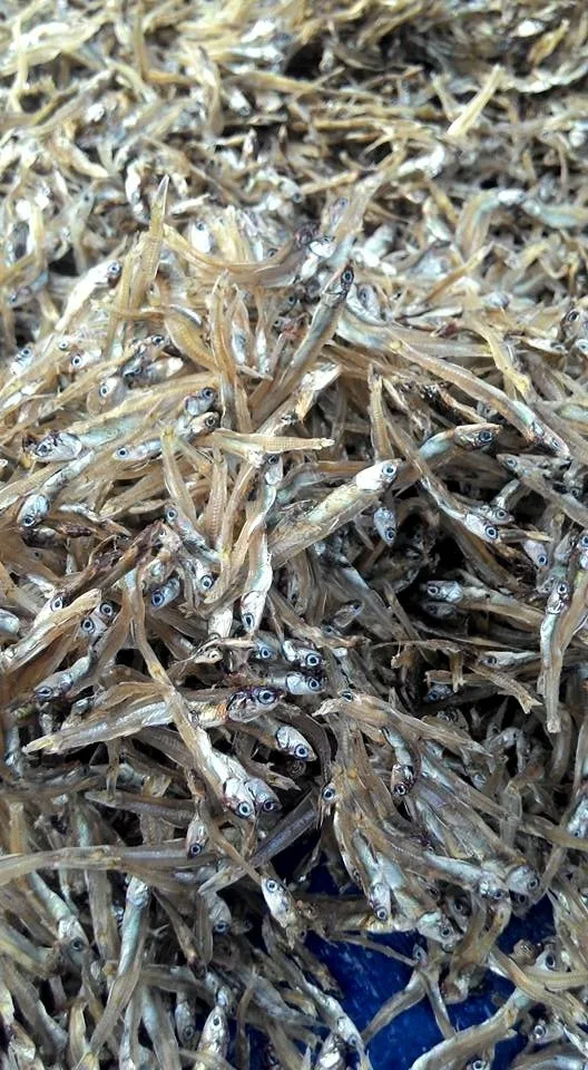 Special Product From Viet Nam/ Dried Anchovy Fish In Bulk Low Price/ms