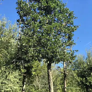 top quality cork oak tree bark