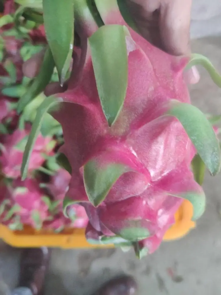
Vietnam Fresh fruit/ Fresh dragon fruit for export 