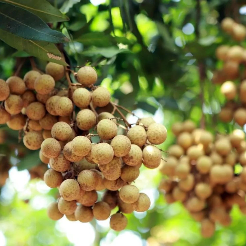 Exporting Fresh/ Frozen/ Dried Longan Best Price In Bulk From Vietnam