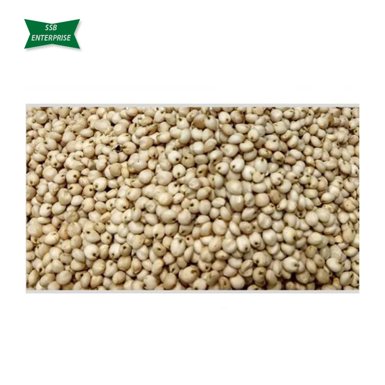 
White Sorghum (Juvar)Grains at Bulk Price for Worldwide Importers 