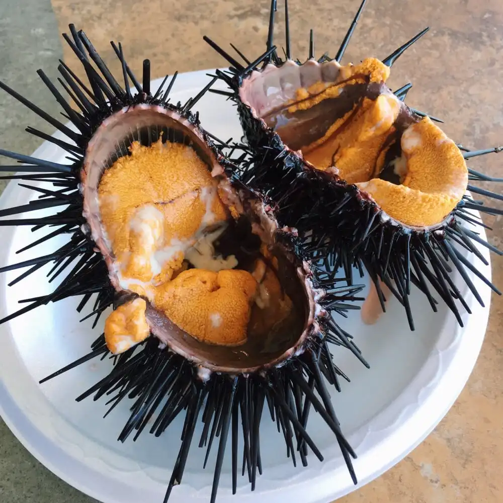 
TASTY FRESH/FROZEN SEA URCHIN ROE HOT SELLING 