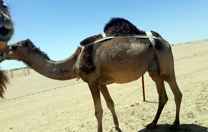 
Live Camels,cow,camel,sheep,goat,ox,bull 