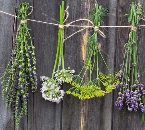 Drying RYO Herbs.jpg