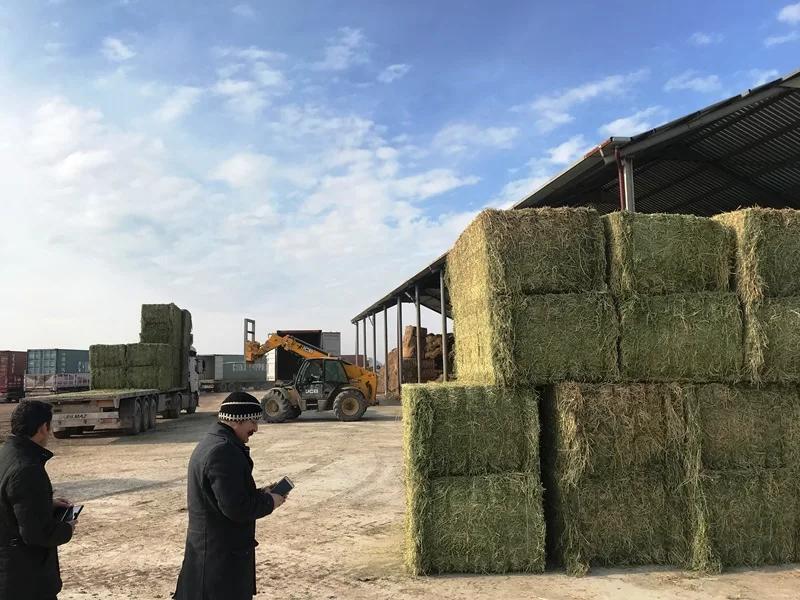 
Sun dried Alfalfa Hay from Turkey 