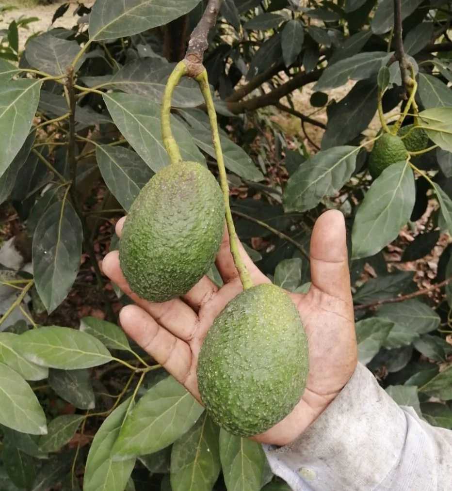 
Fresh organic Mexican avocado 
