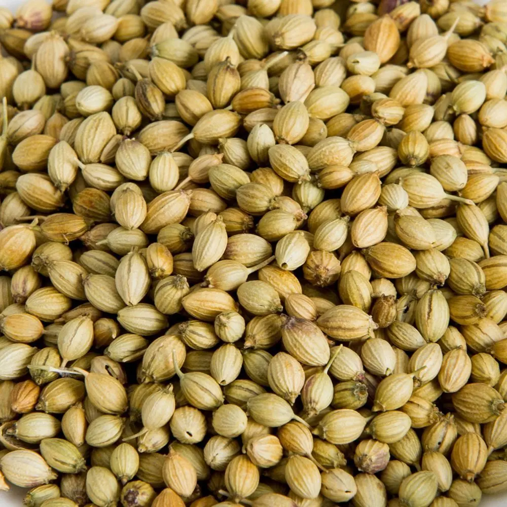coriander seed coriander high quality best quality coriander