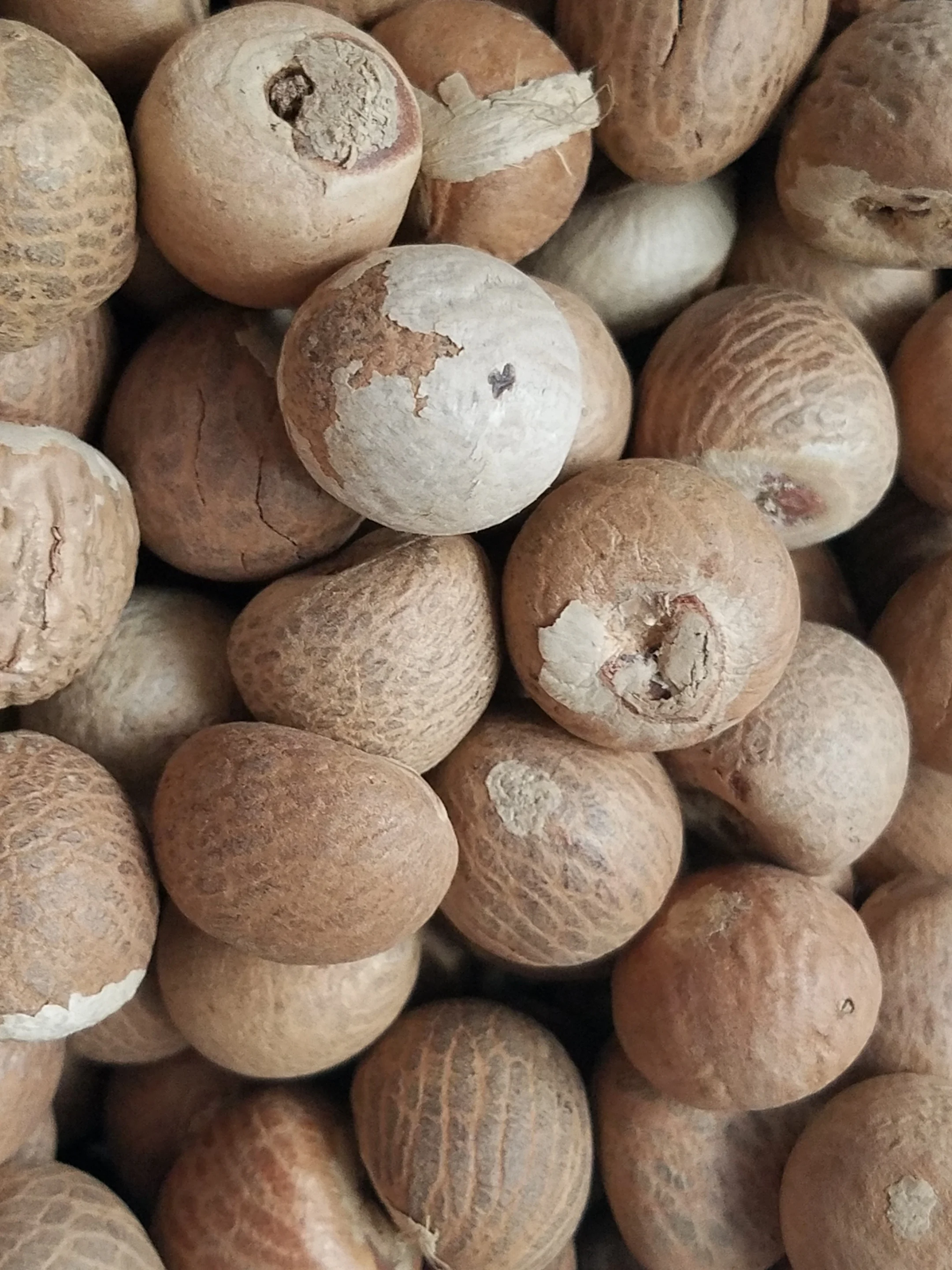 Betel-Nuts.jpg