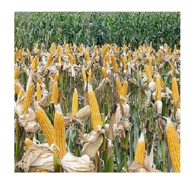 
Vietnamese Yellow Corn Best Price Wholesale - Vietnam Maize export to Korea, Japan, UAE, etc - yellow corn for animal feed 