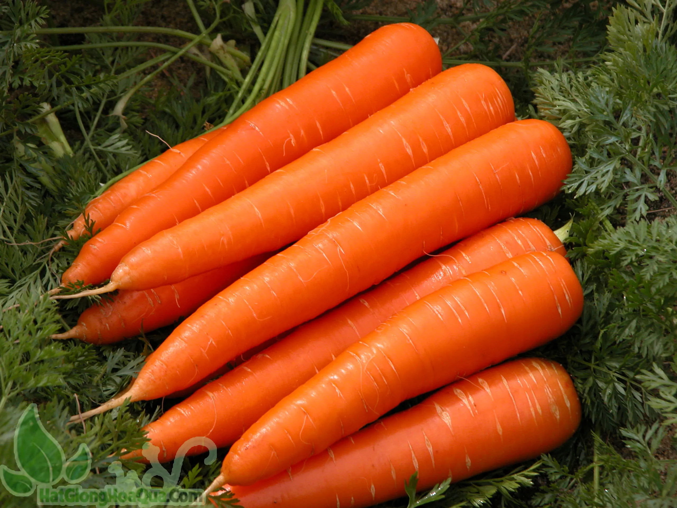 good quality fresh carrot (80