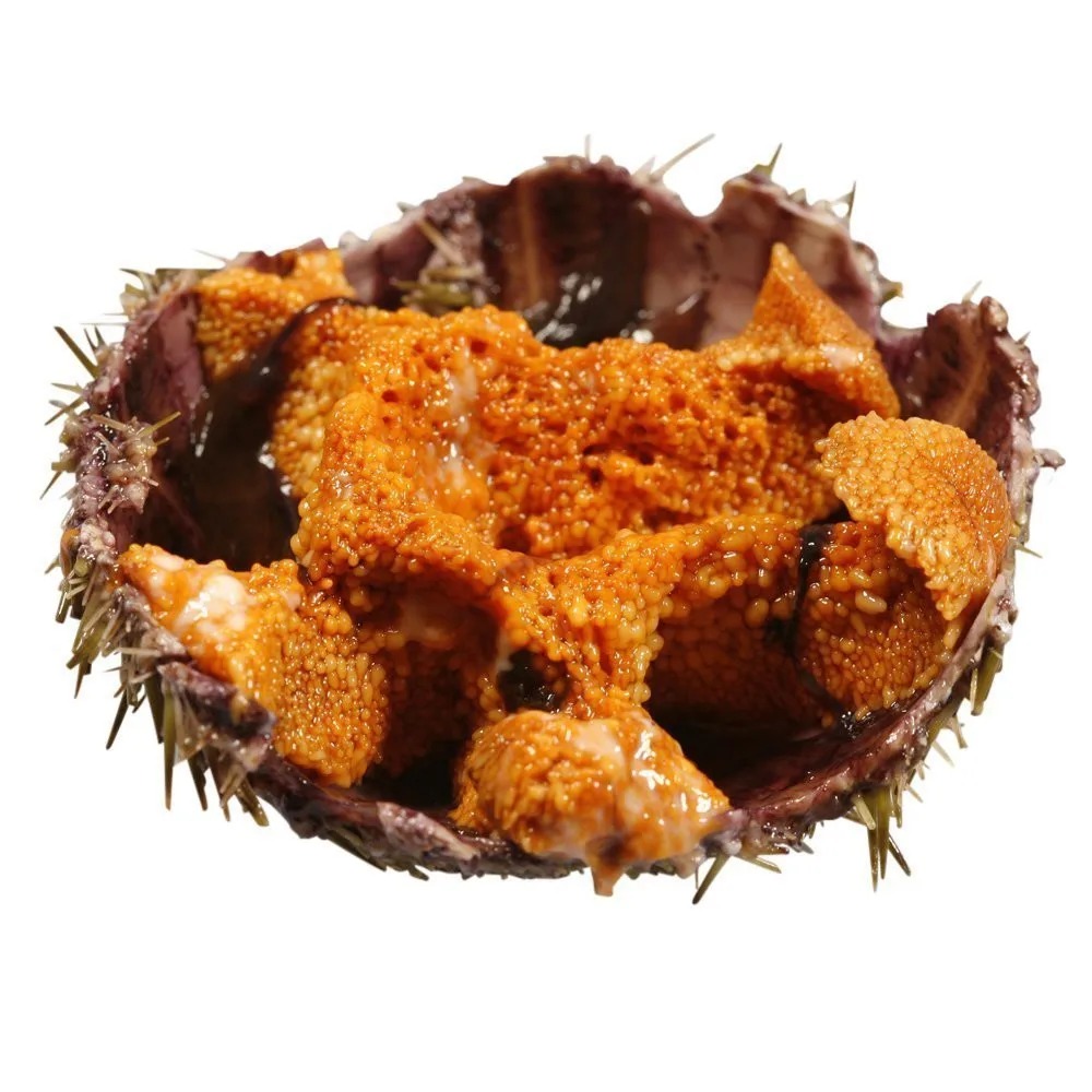 
HOT SELLING FRESH/FROZEN SEA URCHIN COMPETITIVE PRICE FOR RETAILERS 