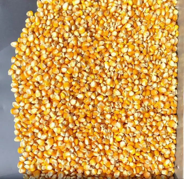 
Best Quality Natural Yellow Corn /Maize For Animal Feed Indian 