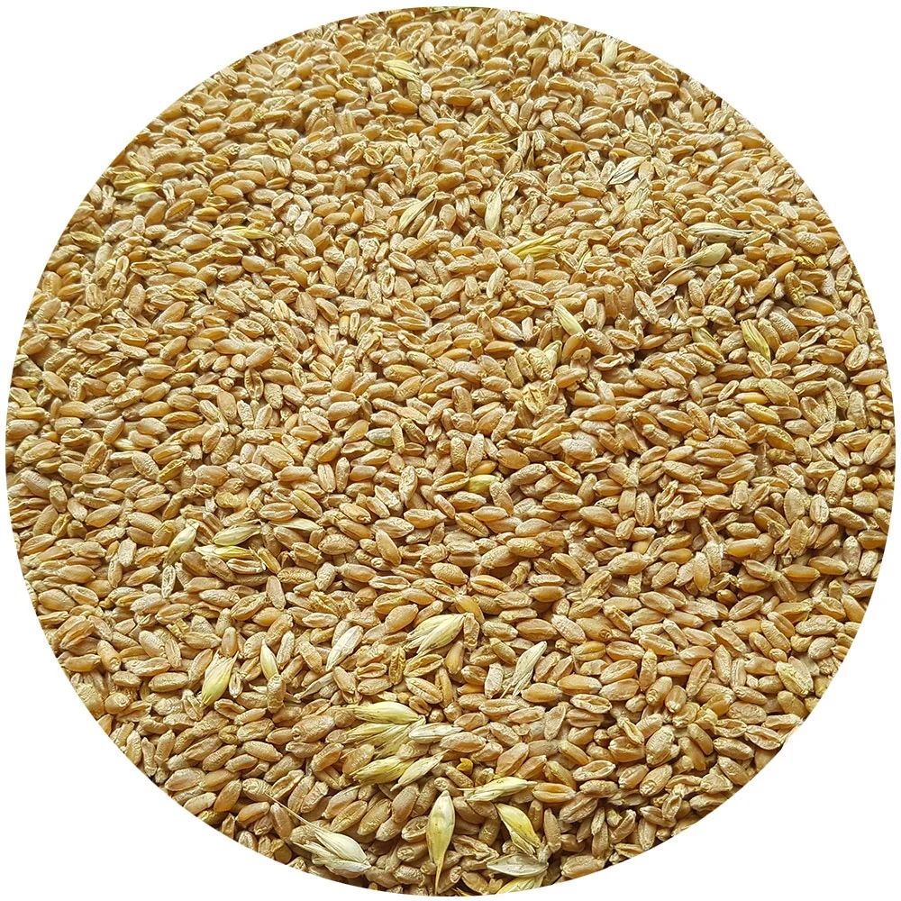 
Poultry Feed Wheat 