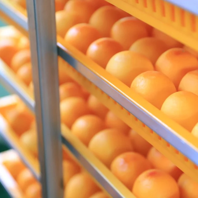 
Korean dried persimmon sweet fruit hoshigaki Shinnong Semi dried 100% Nature 