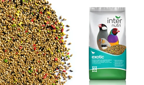 exotic bird feed