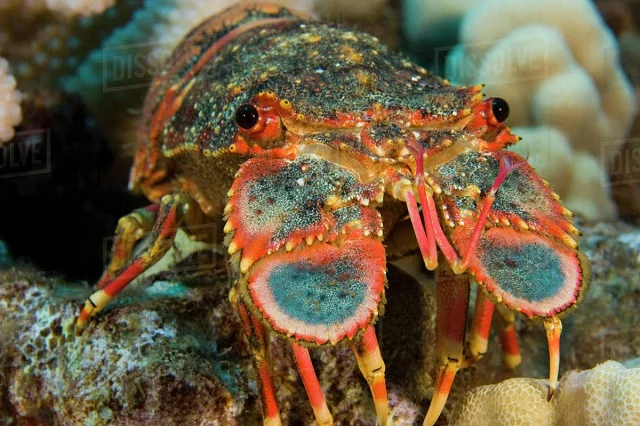 
Whole Fesh Slipper Lobster - best tasted 