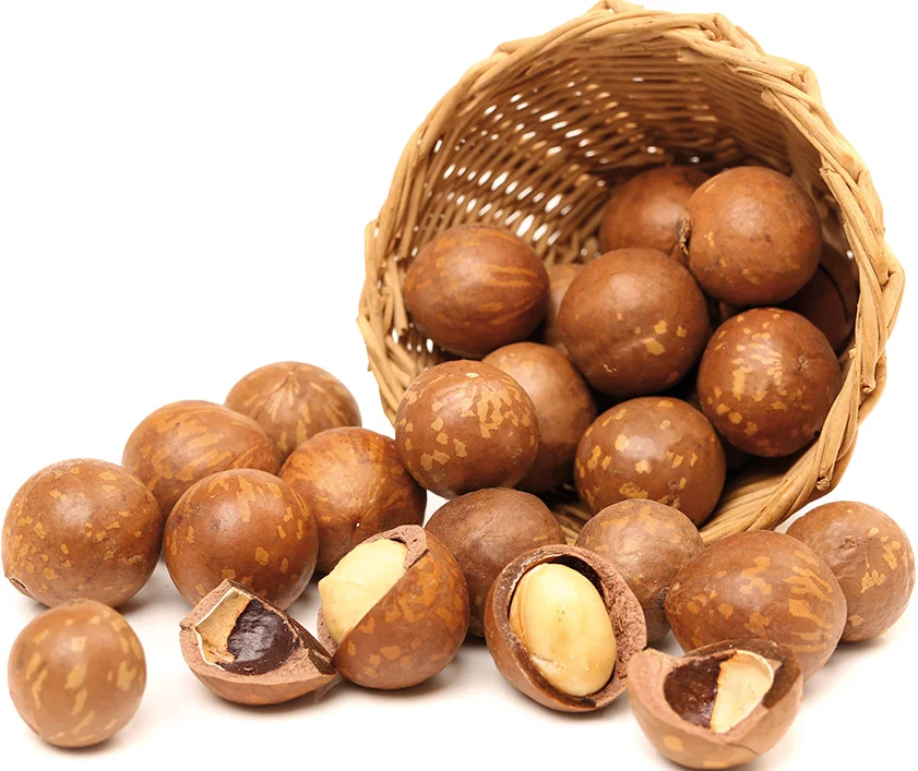 macadamia nut 25.png
