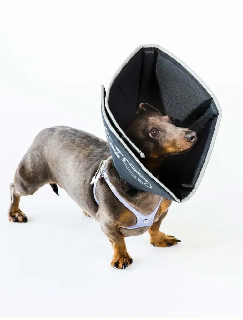 The Patented Comfy Cone By All Four Paws,Black,For Dogs,Pet Recovery