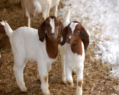 
Boer goats 