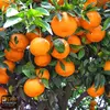Best Pakistani Mandarin Orange/Kinnow /Premium Quality Kinnow for Importers