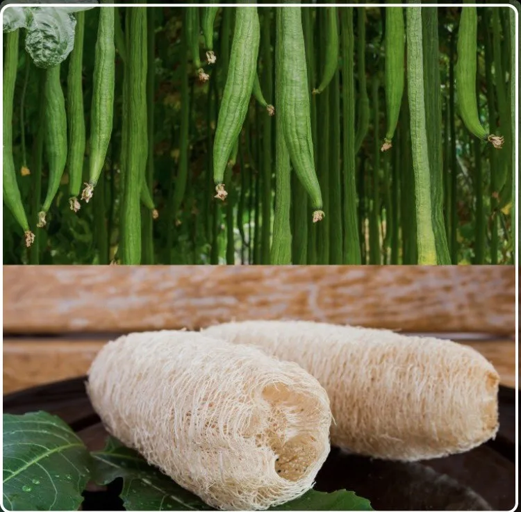 35 40cm Raw Loofah Biodegradable Natural Loofah Sponges Made In Viet