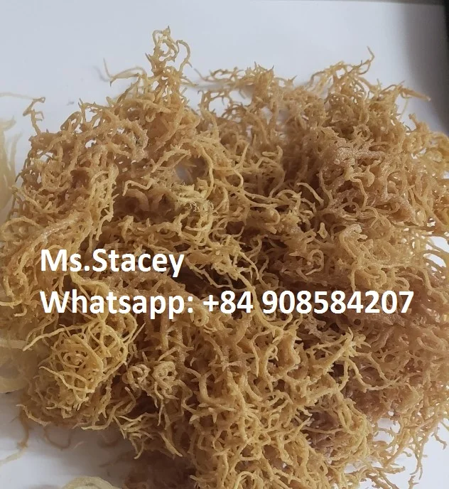 Supplier Irish Moss Sea Moss From Vietnam Buy Irish Moss