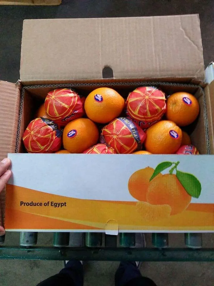 
Low Price For Fresh Orange Fruit Wholesale Valencia Navel Orange 
