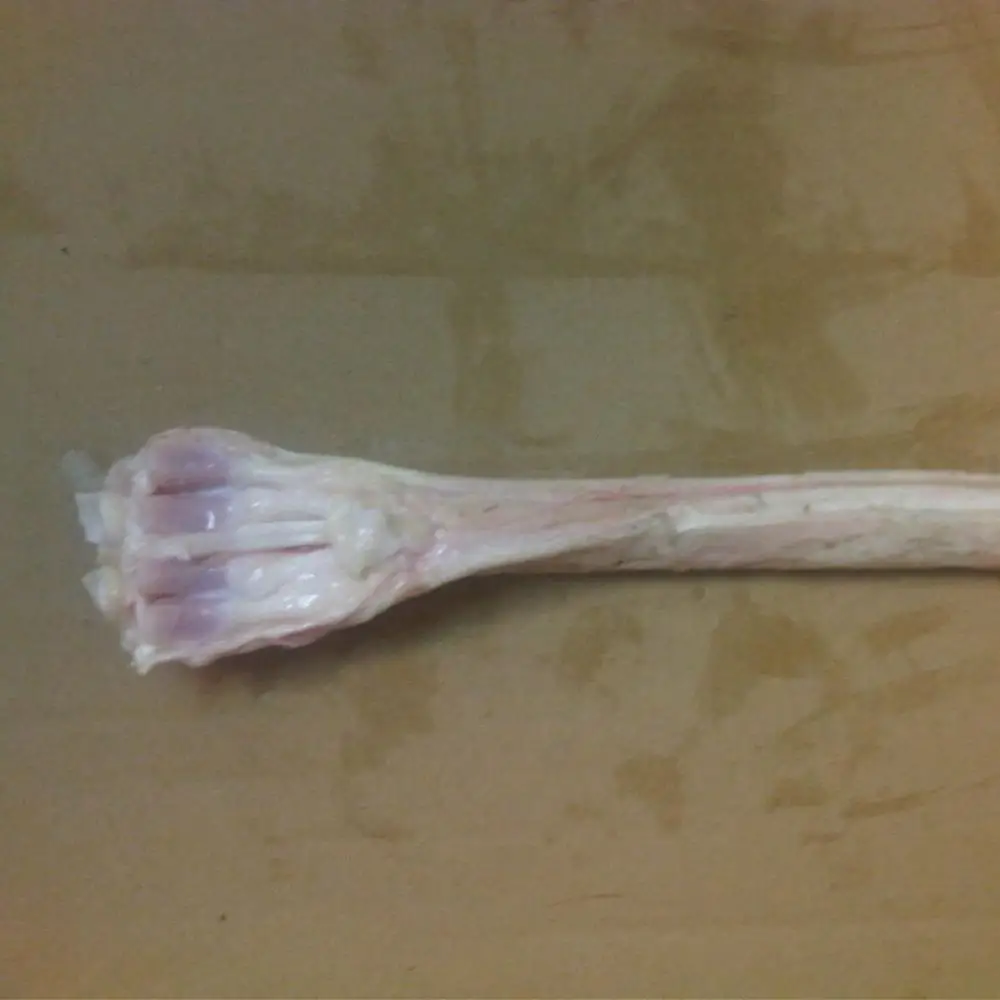 
Frozen Deer Tendon 
