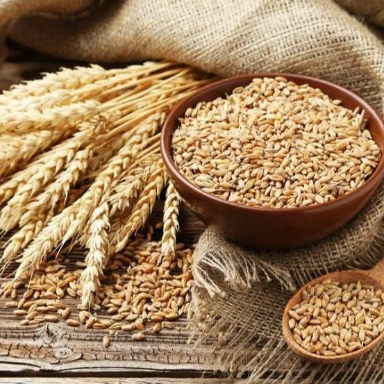 Feed Barley 3.jpg