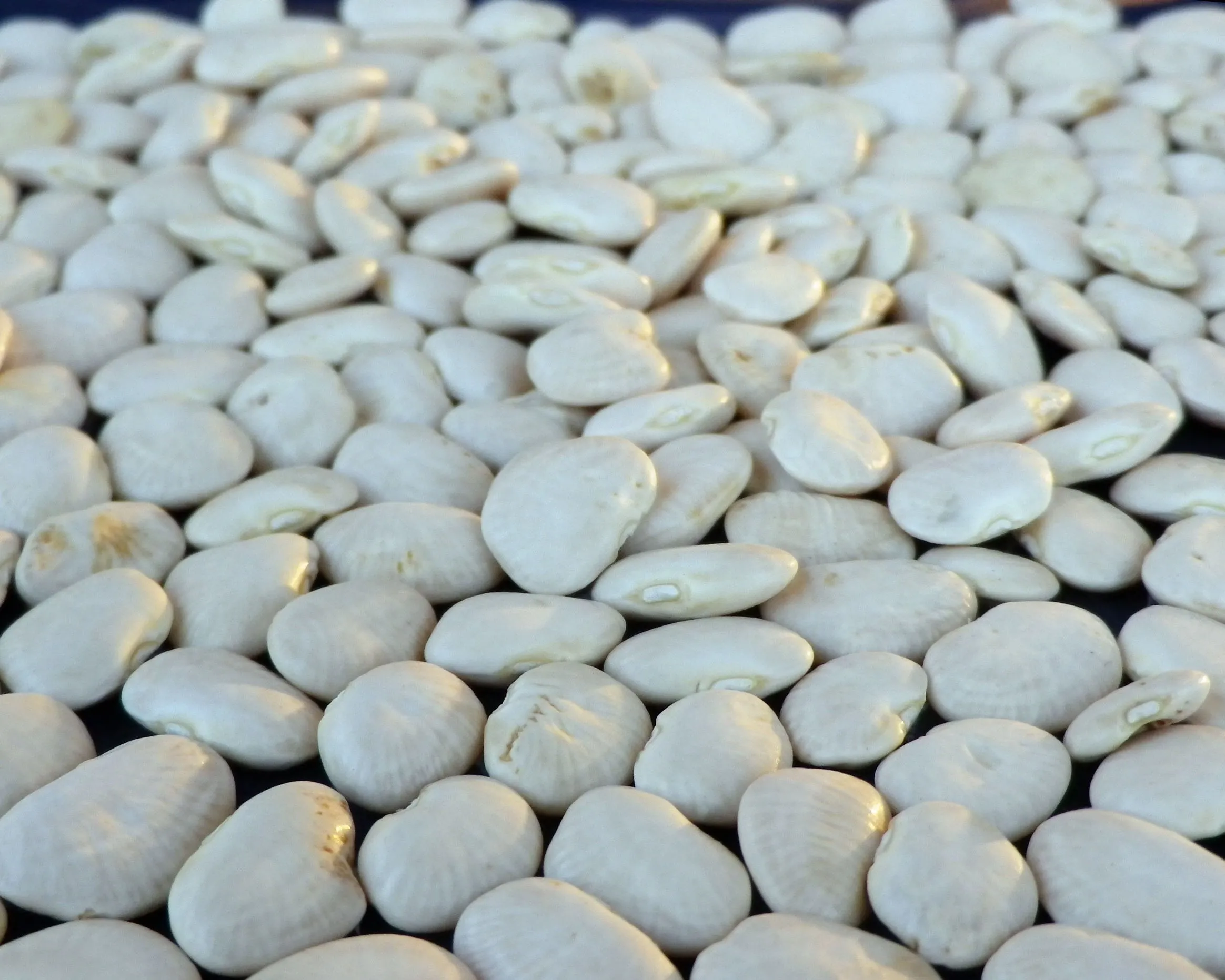
High Quality Dried Lima Beans 