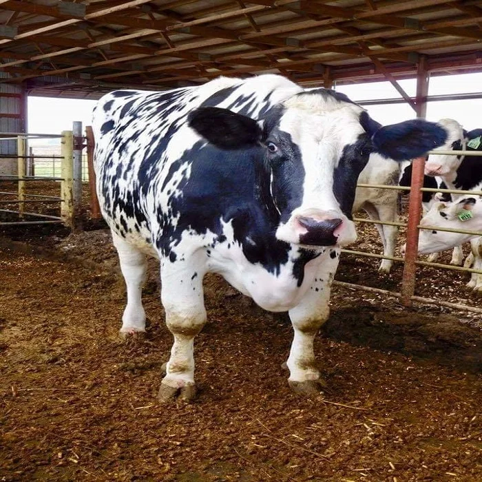 Cow 2.jpg