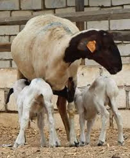 
Adeli sheep,cow,camel,sheep,goat,ox,bull 