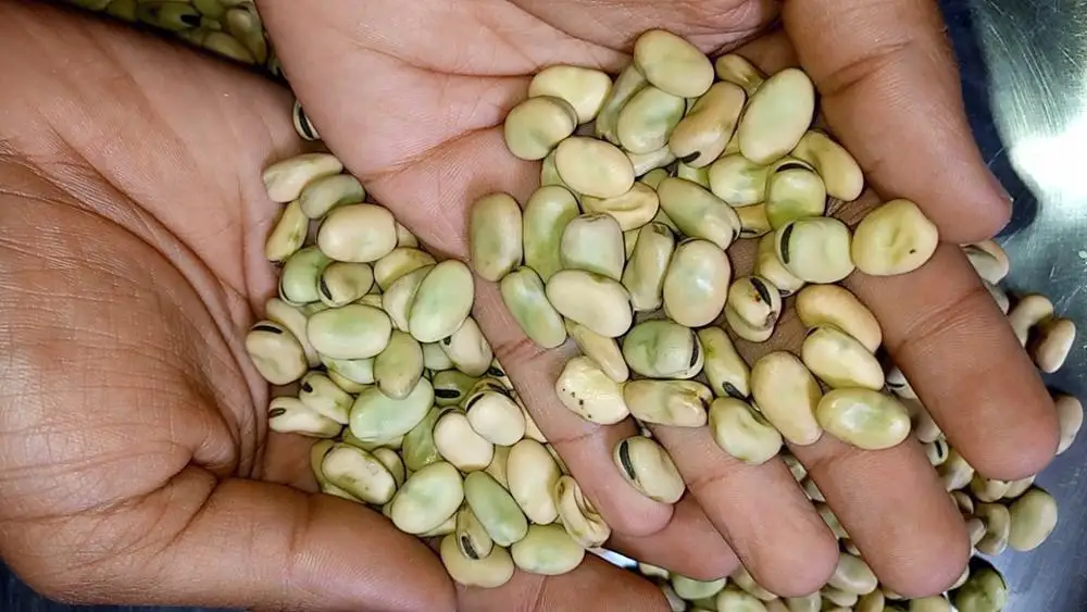 
Exceptional Broad Beans from the Heart of Ethiopia 