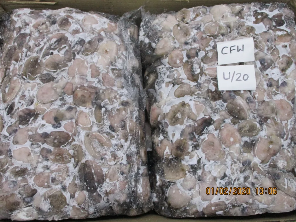 BABY CUTTLEFISH (2).JPG