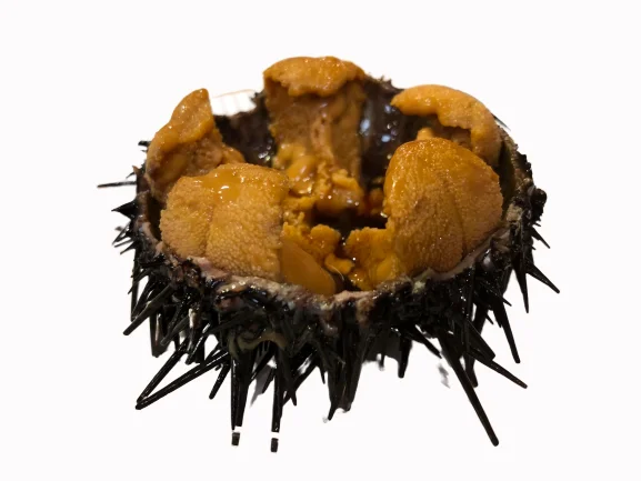 
NUTRITIOUS SEA URCHIN UNI COMPETITIVE PRICE 