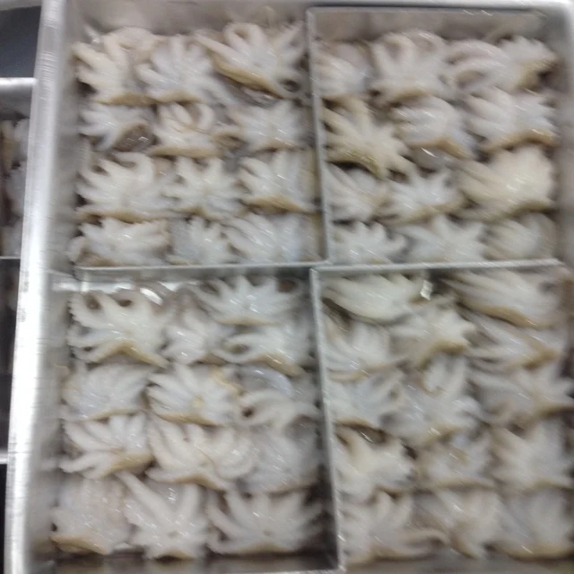 
Frozen Baby Octopus/Baby Octopus in Viet Nam- best price 