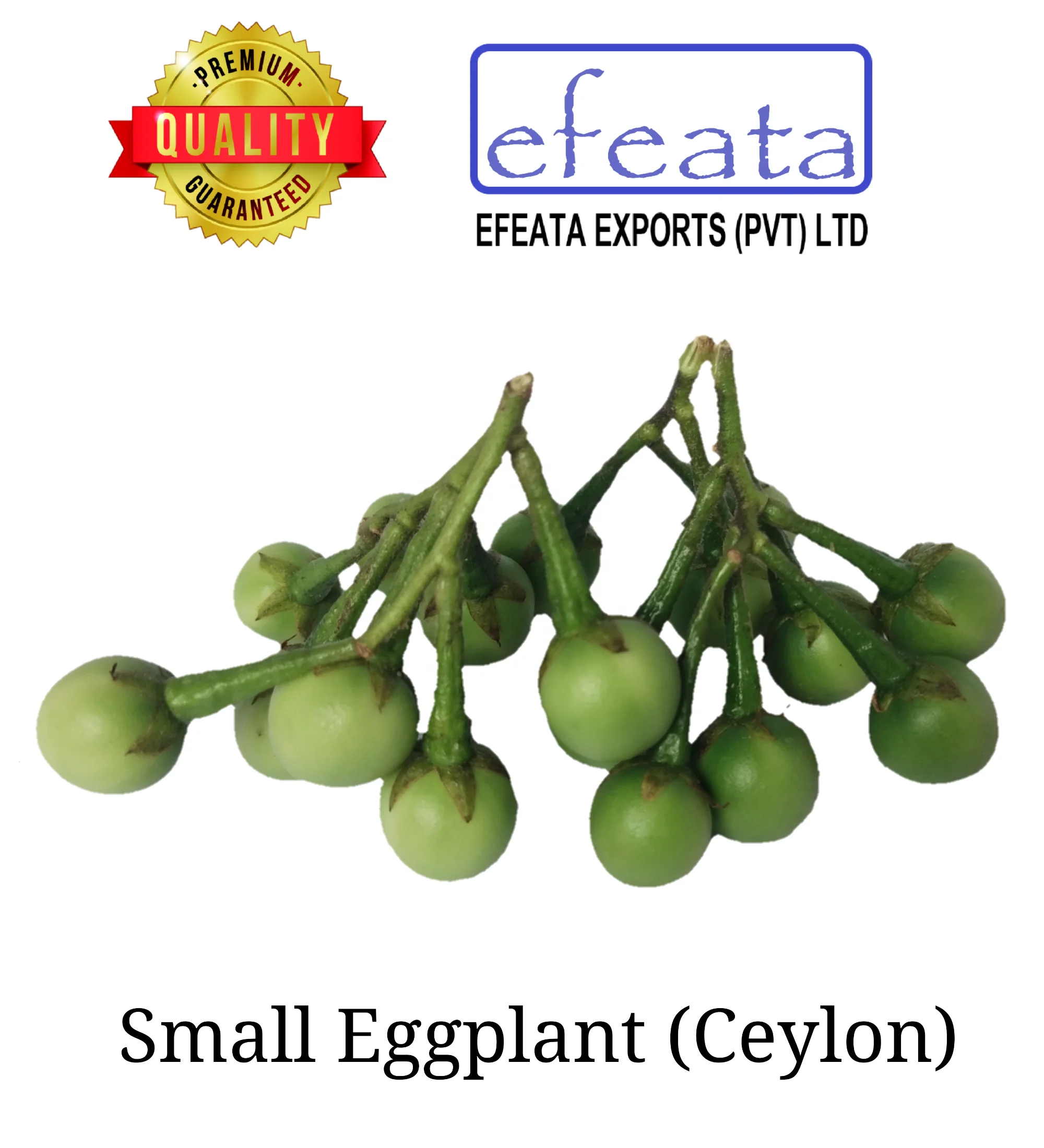 
Pea Eggplant Solanum trilobatum Ceylon Ayurvedic Herbal Hygienic Organic Vegetable Thai Eggplant Small Eggplant 