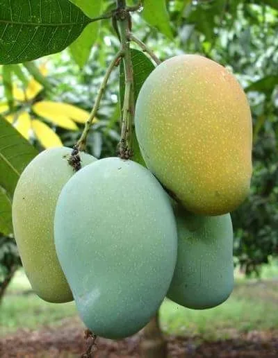 single spices from india