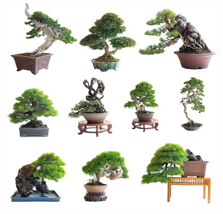 
Indoor plants bonsai professional real bonsai tree Japan Made 