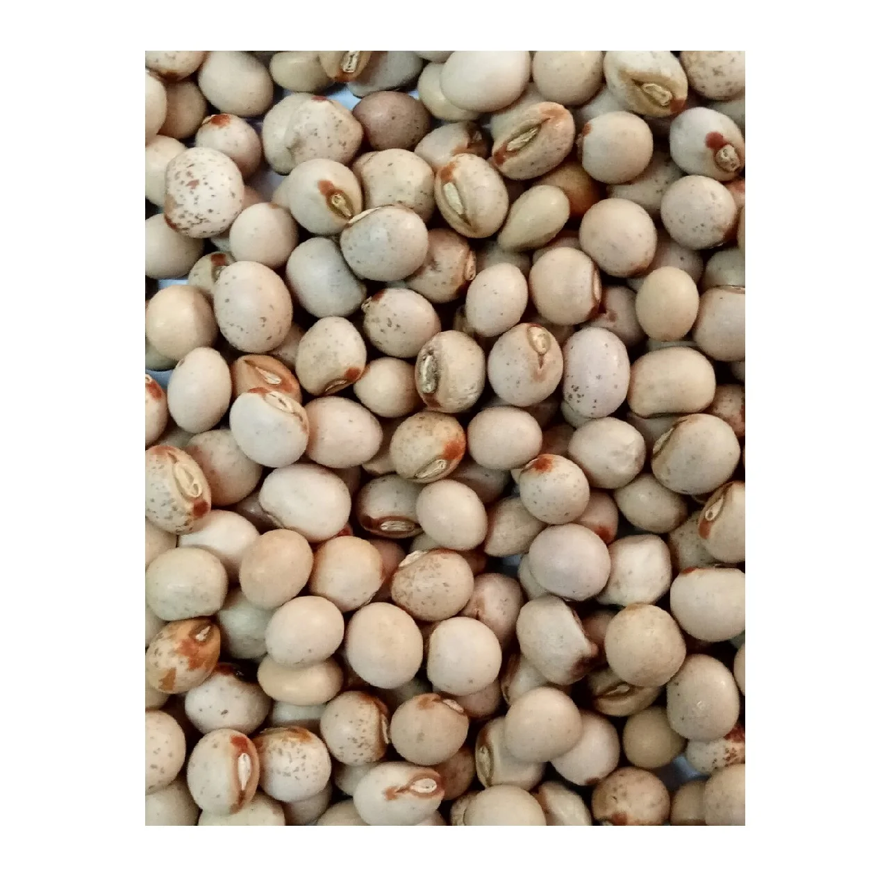 High Quality Beans Pulses 25 Kg Dry White Pigeon Peas Seeds From Myanmar In Bulk Pp Bags
