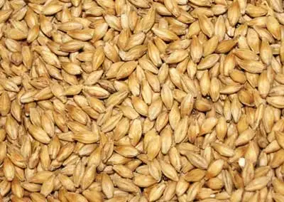 
Natural Raw Barley / Malt /Human Consumption / Animal Feed / Fodder / Indian origin 