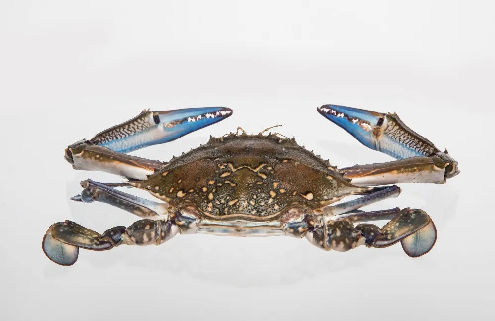 frozen blue swimming crab