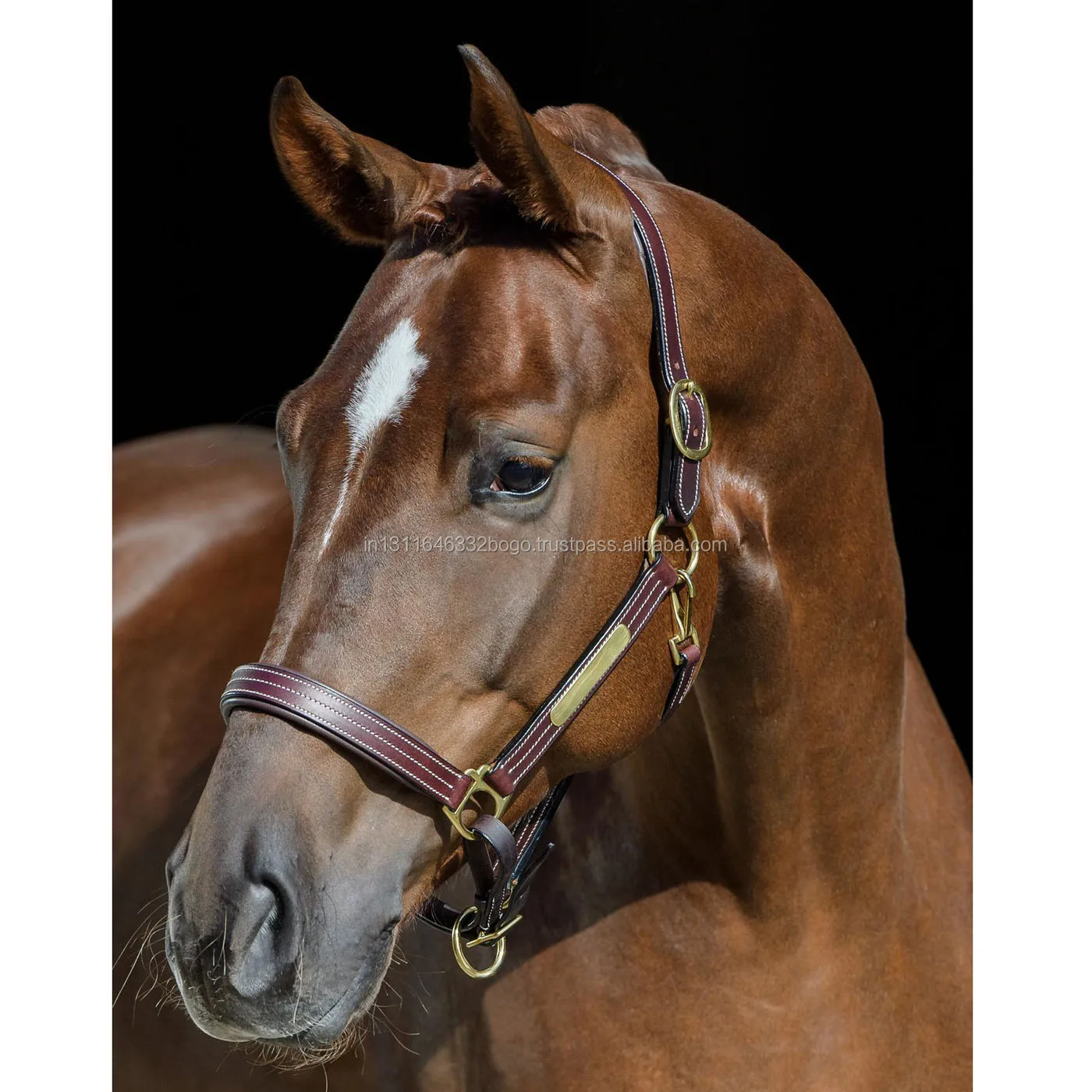 Best Quality Padded Leather Horse Halter White Stitched Brass