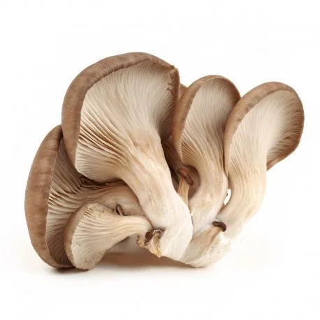 
Natural magic mushrooms dried with good quality 